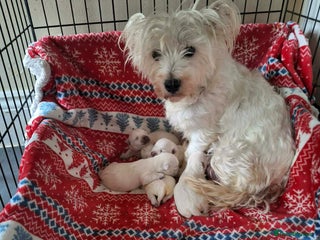 West Highland Terrier dogs Beautiful Westie Puppies - Advert 3