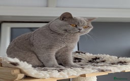 British Shorthair cats for stud: Champion British Shorthair carrier of chocolate  in Derby - Image 3