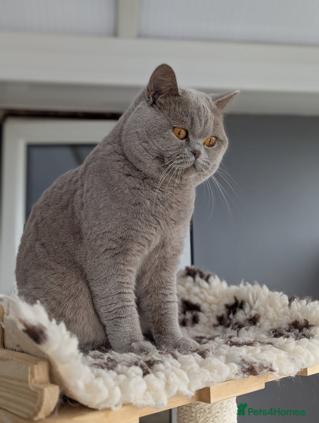British Shorthair cats for stud: Champion British Shorthair carrier of chocolate  in Derby - Image 3