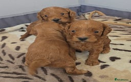 Cockapoo dogs for sale: Cockapoo puppies - Image 7