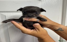 Chug dogs for sale: 6 beautiful chug puppies for sale ❤️ - Image 32