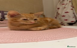 Domestic Shorthair cats for sale: Ginger kitten for rehoming  - Advert 1