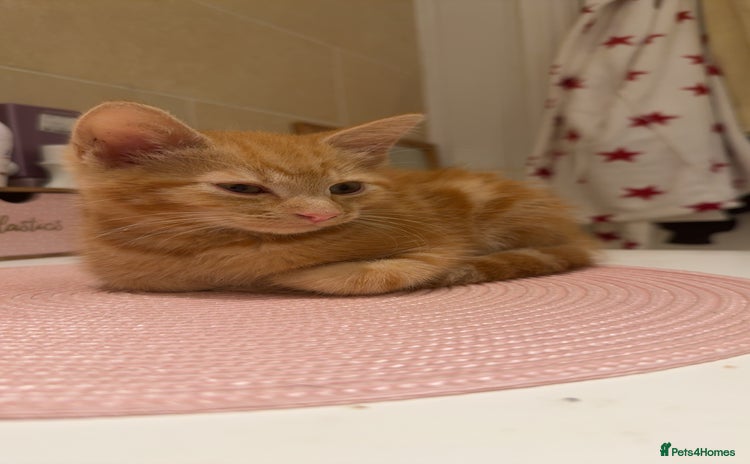 Domestic Shorthair cats Ginger kitten for rehoming  - Advert 2