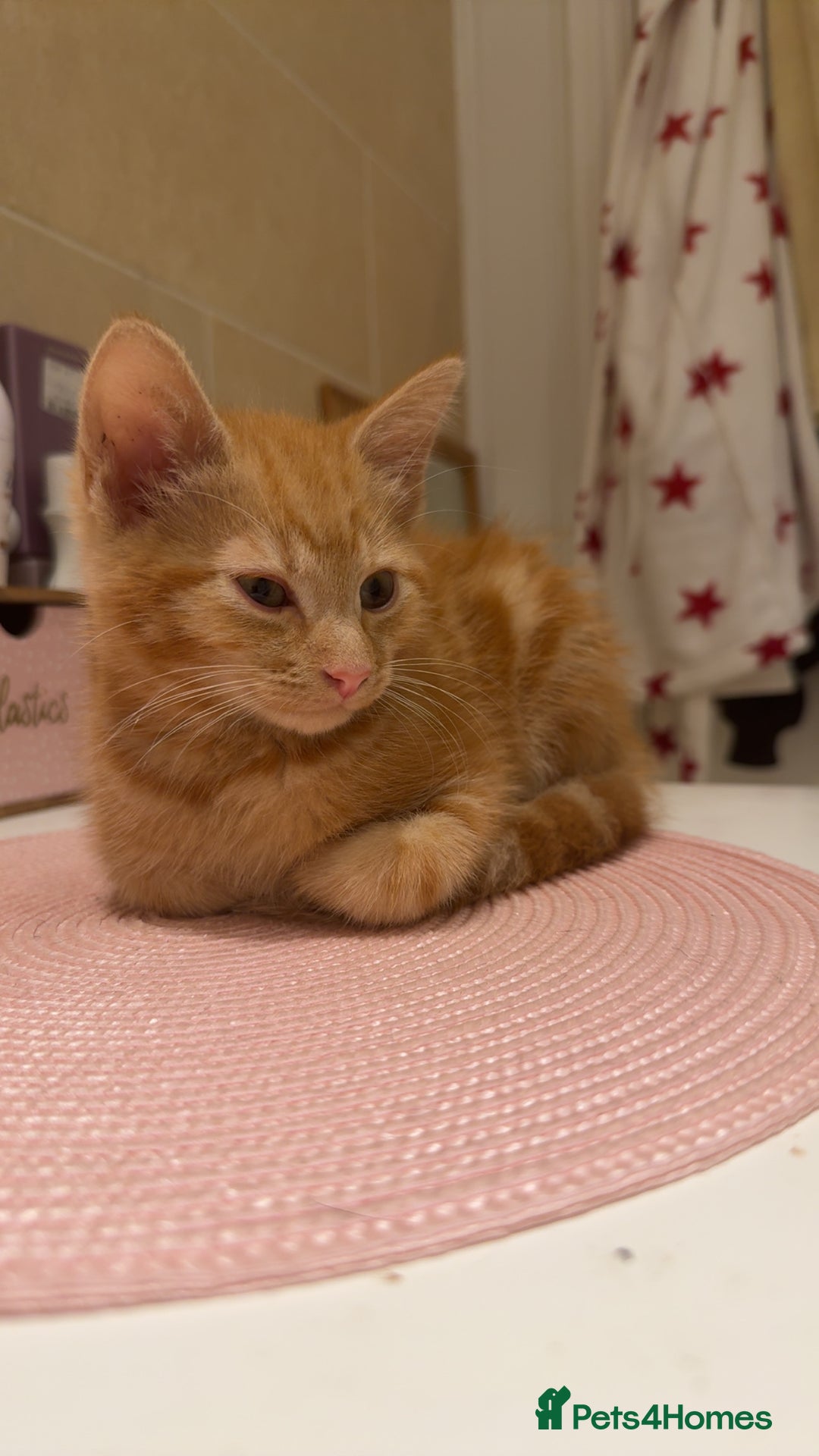 Domestic Shorthair cats for sale: Ginger kitten for rehoming  - Advert 1