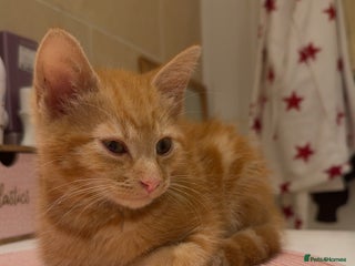 Domestic Shorthair cats Ginger kitten for rehoming - Advert 1