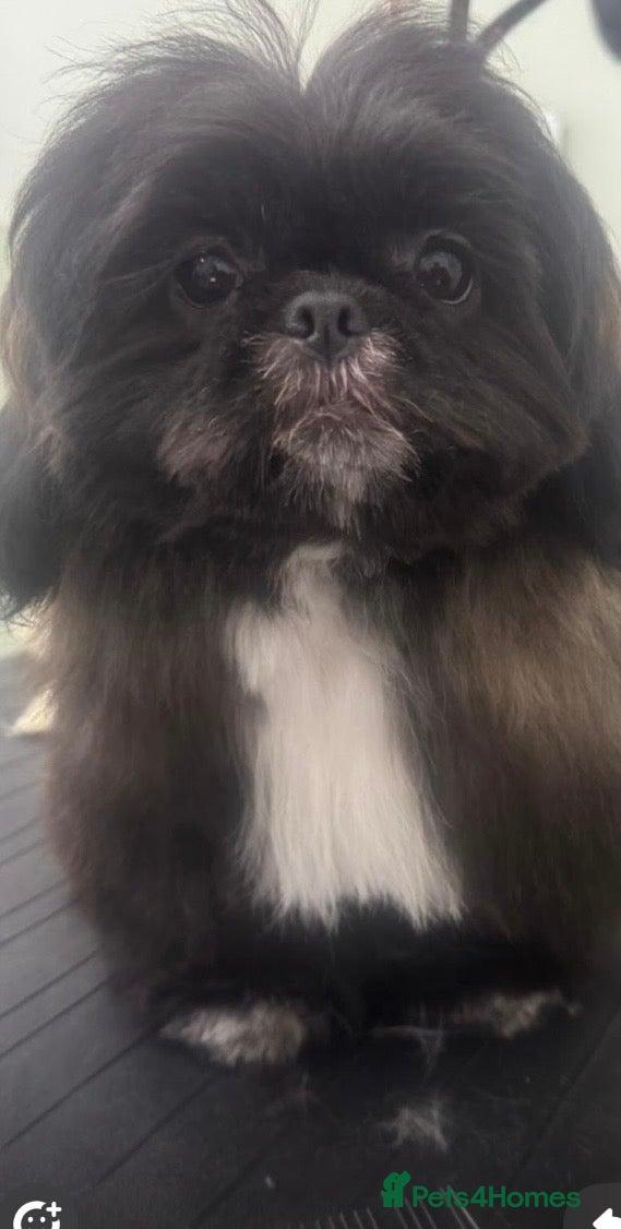 Shih Tzu dogs Shihtzu puppies for sale ready now  - Advert 1