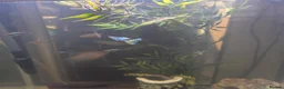 Other/Mixed Breed fish for sale: Fish and tank with everything  - Advert 3