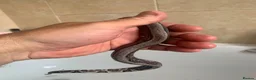 Boa Snake reptiles for sale: Baby boa constrictors for loving homes - Advert 11