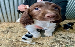 English Springer Spaniel dogs for sale: Working Springer Spaniel Puppies  - Image 1
