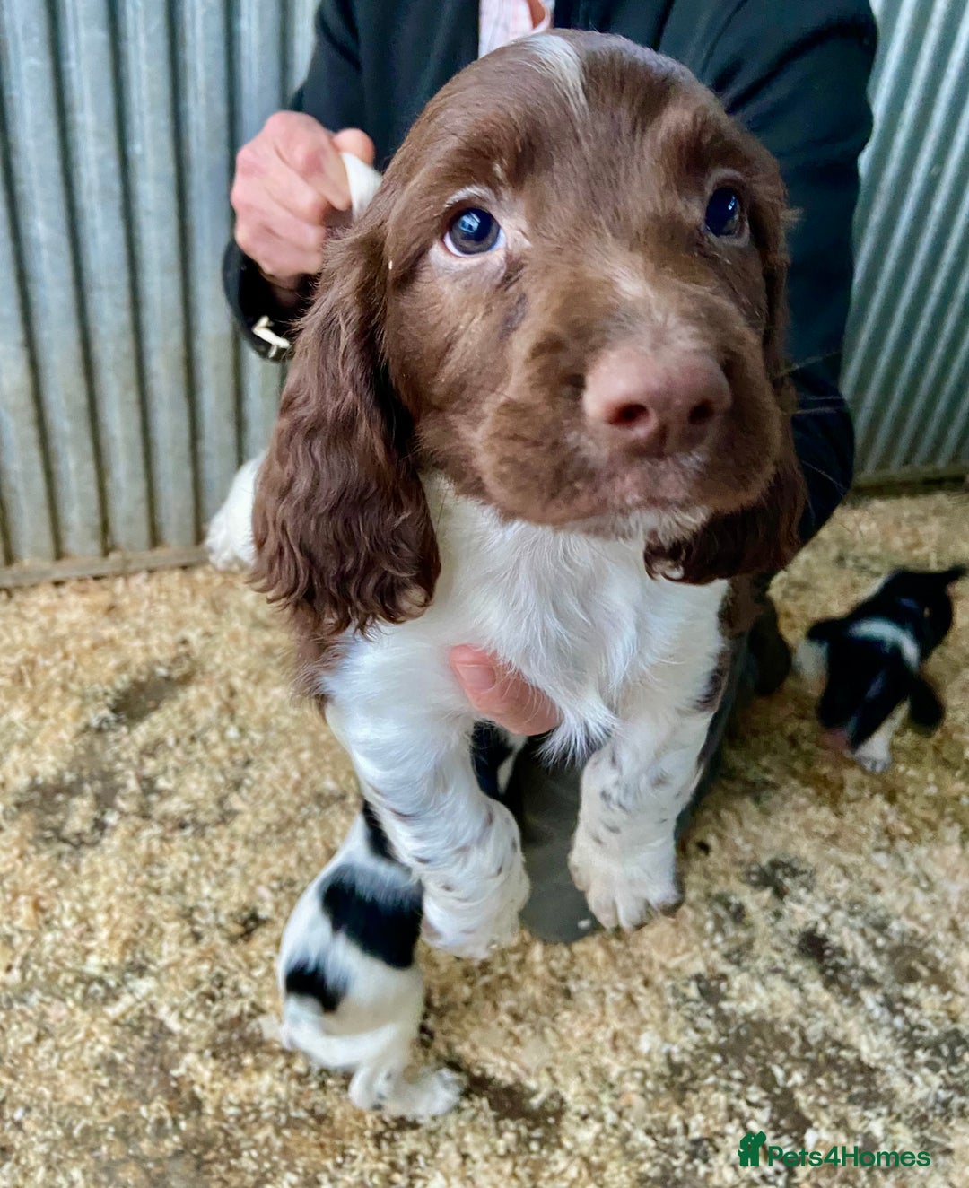 English Springer Spaniel dogs for sale: Working Springer Spaniel Puppies  - Image 1
