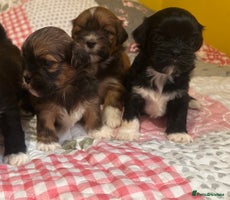 Lhasa Apso dogs - Advert 1