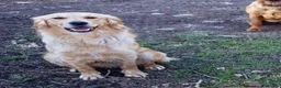 Golden Retriever dogs for sale: Golden Retriever Puppies For Sale  - Advert 4