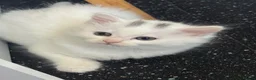British Longhair cats for sale: Gorgeous Pure White Kitten Ready to Leave - Advert 1