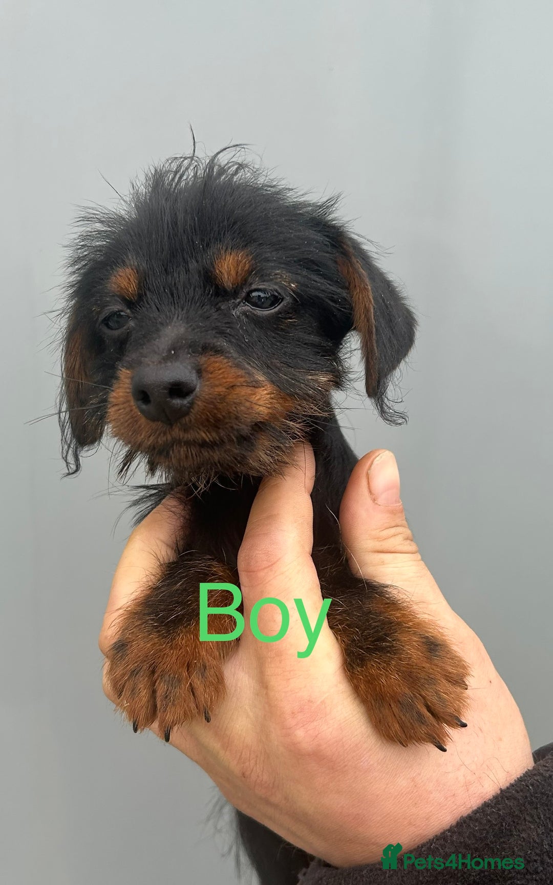 Mixed Breed dogs for sale: Dachshund x jack Russell’s  - Image 6