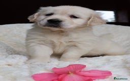 Golden Retriever dogs for sale: Extensively Health tested parents.Snowwhite Chunks - Image 37