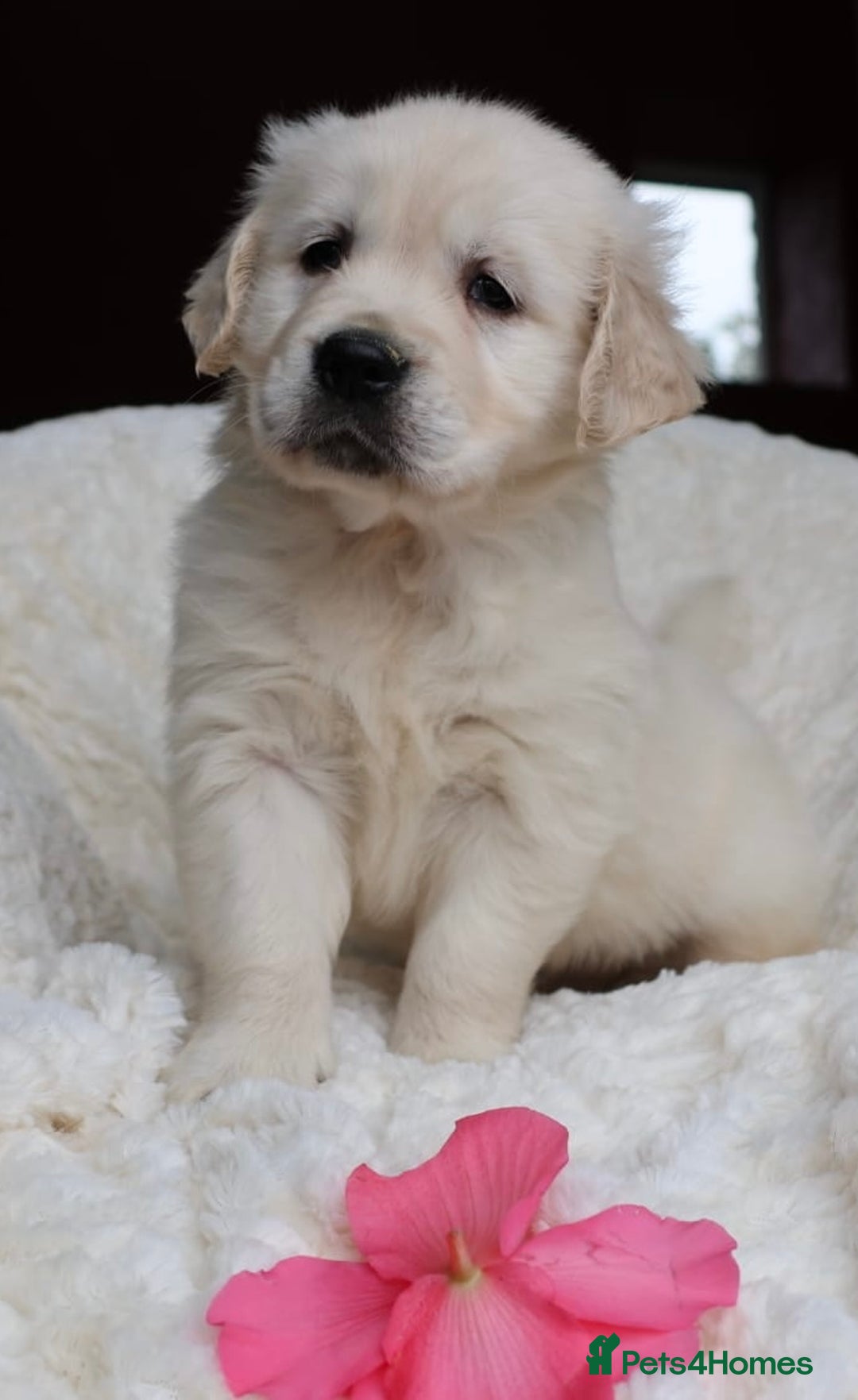 Golden Retriever dogs for sale: Extensively Health tested parents.Snowwhite Chunks - Image 37