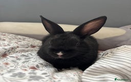 Mini Lop rabbits for sale: Two Mini Lop Bunnies  - Advert 3