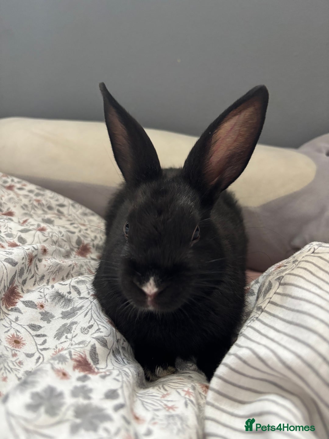 Mini Lop rabbits for sale: Two Mini Lop Bunnies  - Advert 3