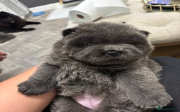 Chow Chow dogs for sale: Beautiful blue chow chow litter 💙 - Image 15