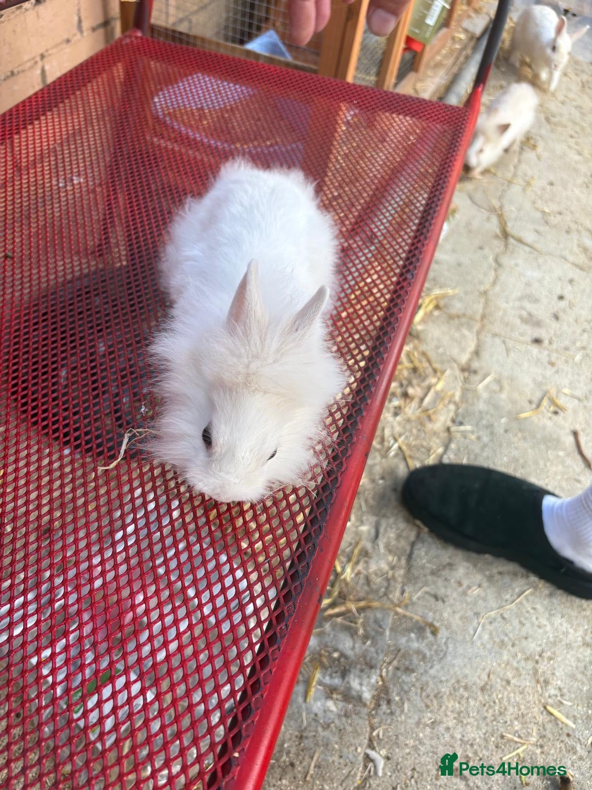 Lionhead rabbits 3 lion head bunnys for sale  - Advert 1