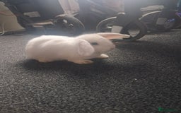 Mini Lop rabbits for sale: Baby lops(female) - Advert 4