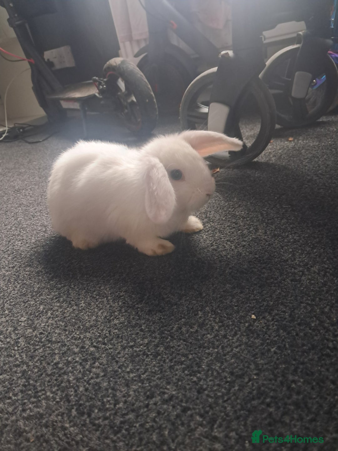 Mini Lop rabbits for sale: Baby lops(female) - Advert 4