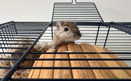 Gerbil rodents for sale: 2 Female Gerbils for rehoming.  - Image 4