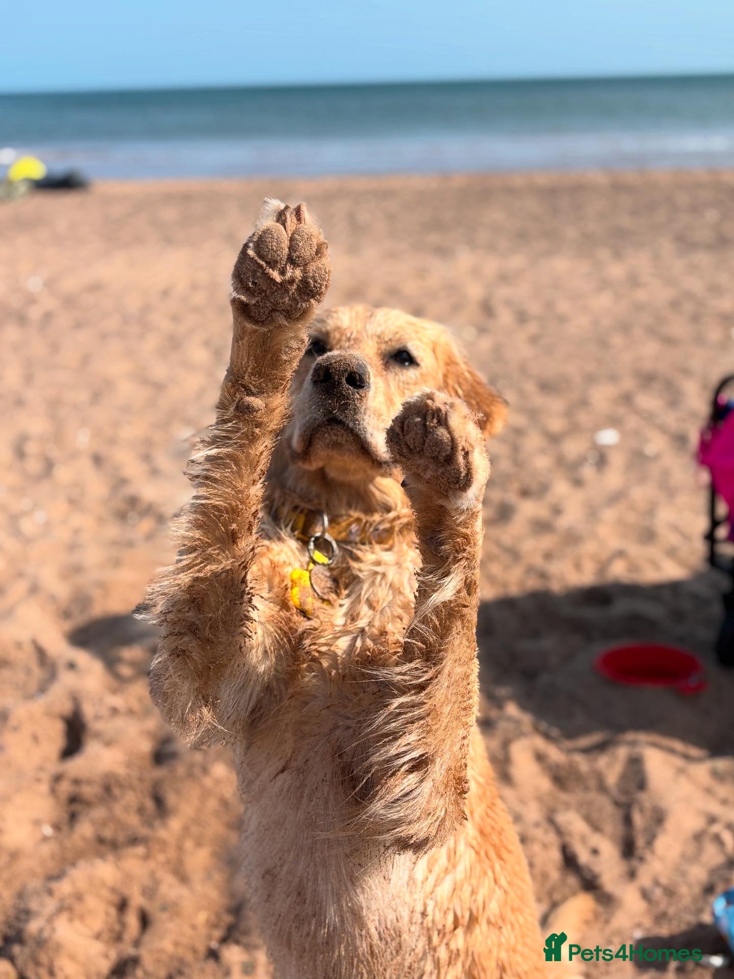 Golden Retriever dogs for sale: Golden retriever puppies waiting list open in Dawlish - Advert 4