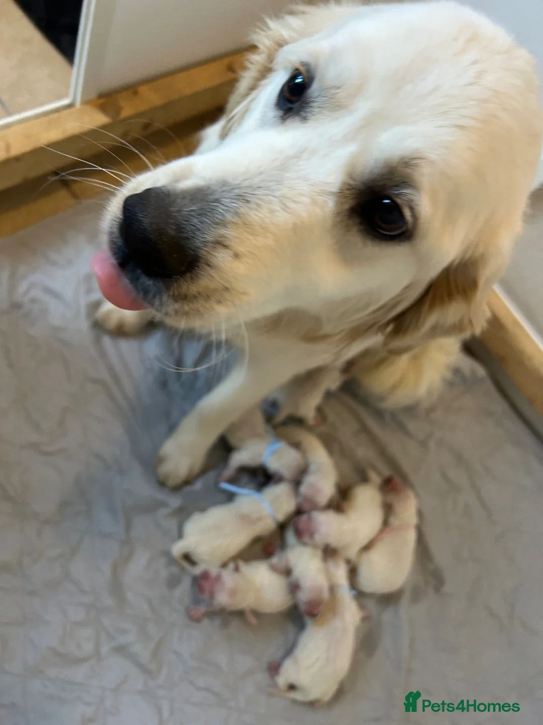 Golden Retriever dogs for sale: Beautiful golden retriever pups - Advert 2