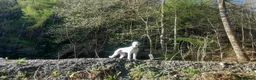 Mixed Breed dogs for sale: Honey - Advert 2