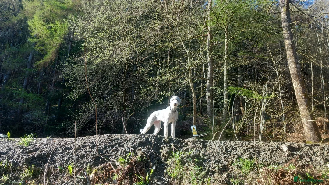 Mixed Breed dogs for sale: Honey - Advert 2