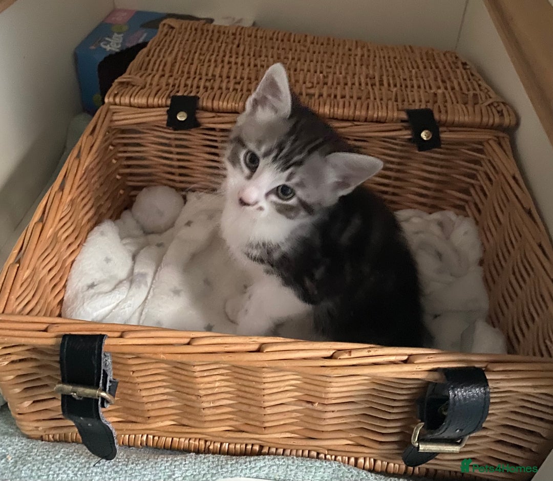 Ragdoll cats for sale: Ragdoll X Kittens for Loving Forever Homes - Image 23