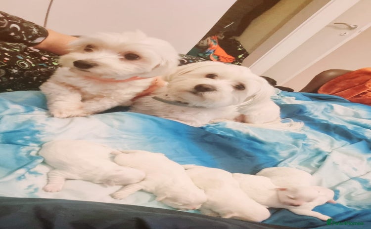 Bichon Frise dogs - Advert 1