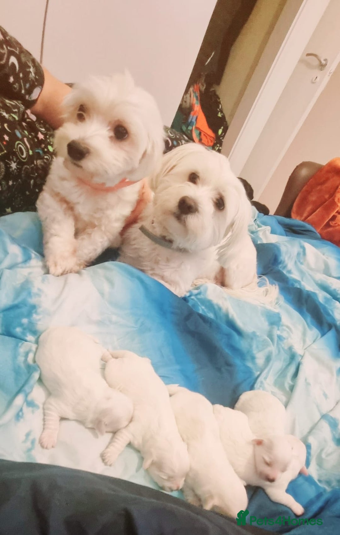 Bichon Frise dogs for sale: 4 boys and 1 girl. - Image 1