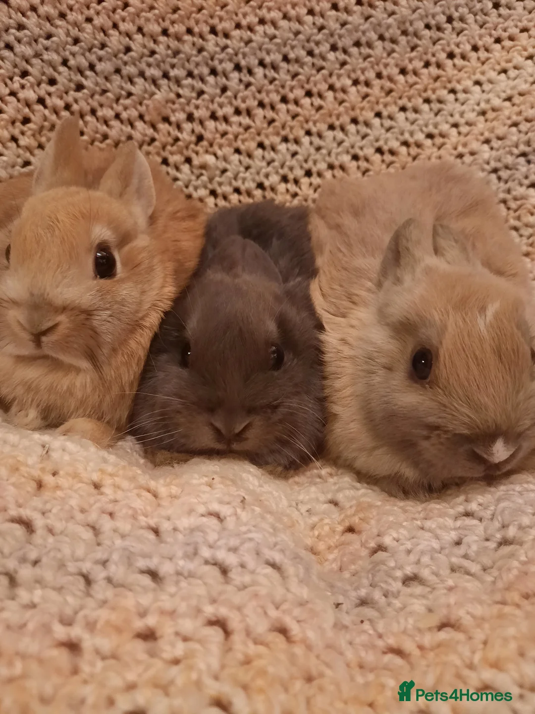 Netherland Dwarf rabbits for sale: Six Litters Of Netherland Dwarf Babies - Advert 1