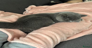 British Shorthair cats Fluffy British Shorthair Kitten  - Advert 5