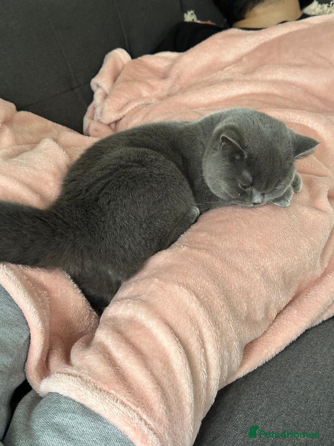 British Shorthair cats for sale: Fluffy British Shorthair Kitten  - Advert 3