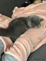 British Shorthair cats Fluffy British Shorthair Kitten - Advert 8