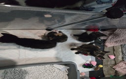 Domestic Shorthair cats for sale: Kittens looking for their forever home - Advert 1