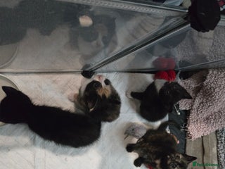 Domestic Shorthair cats Kittens looking for their forever home - Advert 1