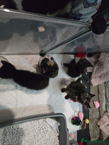 Domestic Shorthair cats Kittens looking for their forever home - Advert 1