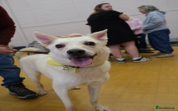 Mixed Breed dogs for adoption: Buddy - Norwich Norfolk  - Image 2