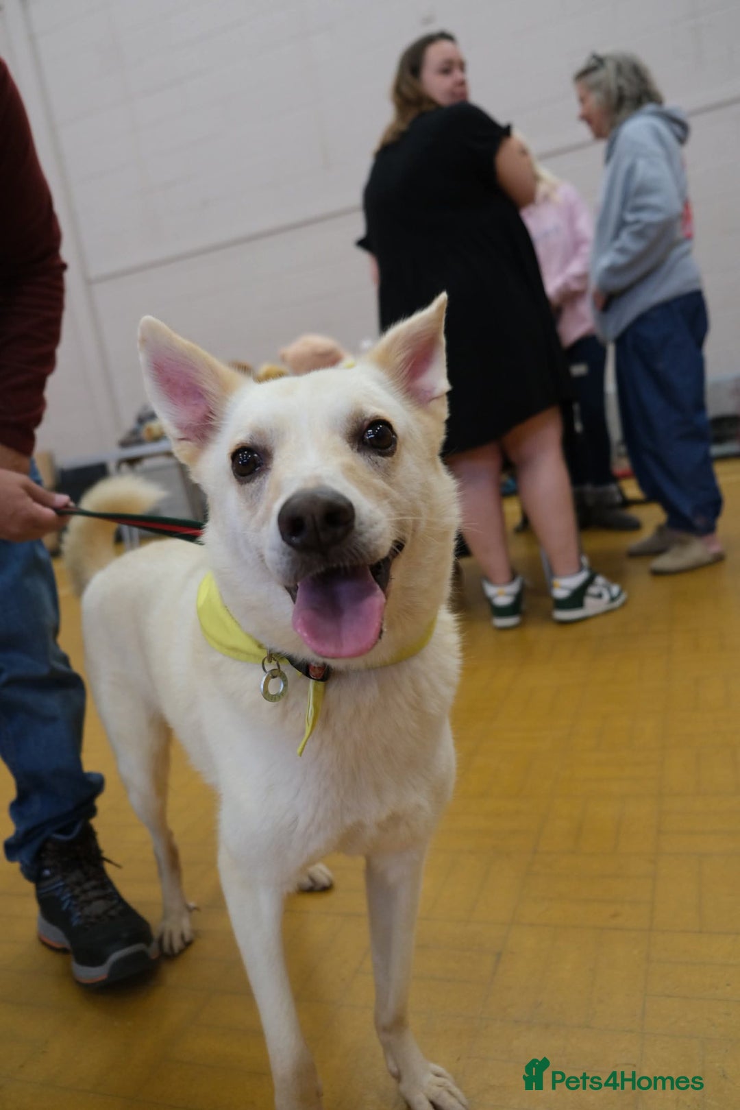 Mixed Breed dogs for adoption: Buddy - Norwich Norfolk  - Image 2