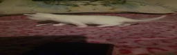 Mixed Breed cats for sale: For sale 4 beautiful kittens - Advert 20