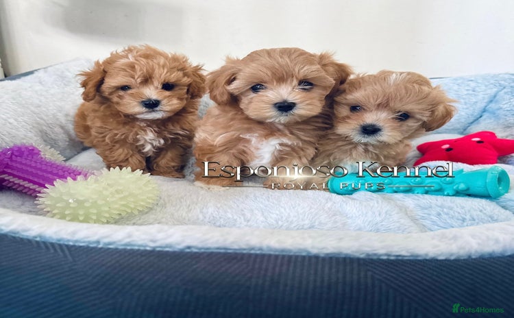 Maltipoo dogs - Advert 3