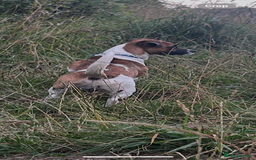 Jack Russell dogs for stud: Miniature Jack Russell for Stud in Newcastle upon Tyne - Image 15