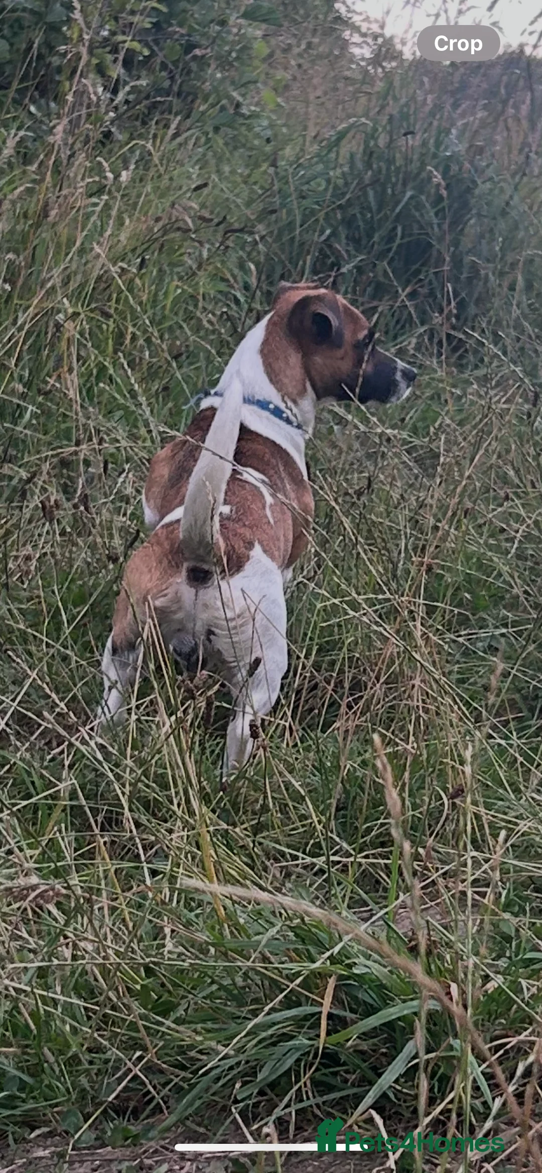 Jack Russell dogs for stud: Miniature Jack Russell for Stud in Newcastle upon Tyne - Advert 15