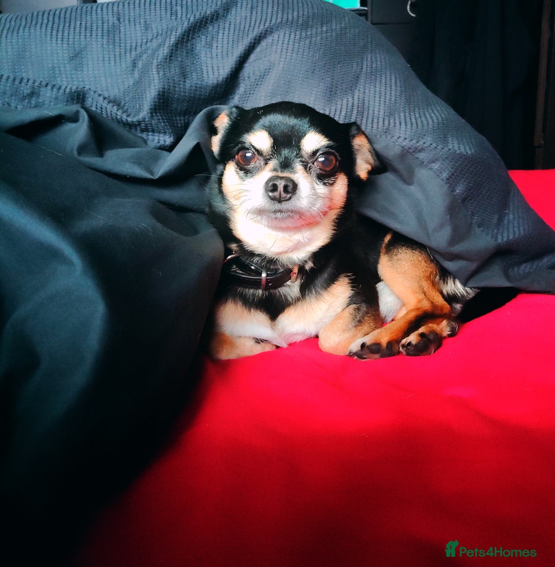 Chihuahua dogs for stud: Handsome Chihuahua Boy Available For Stud! - Advert 5