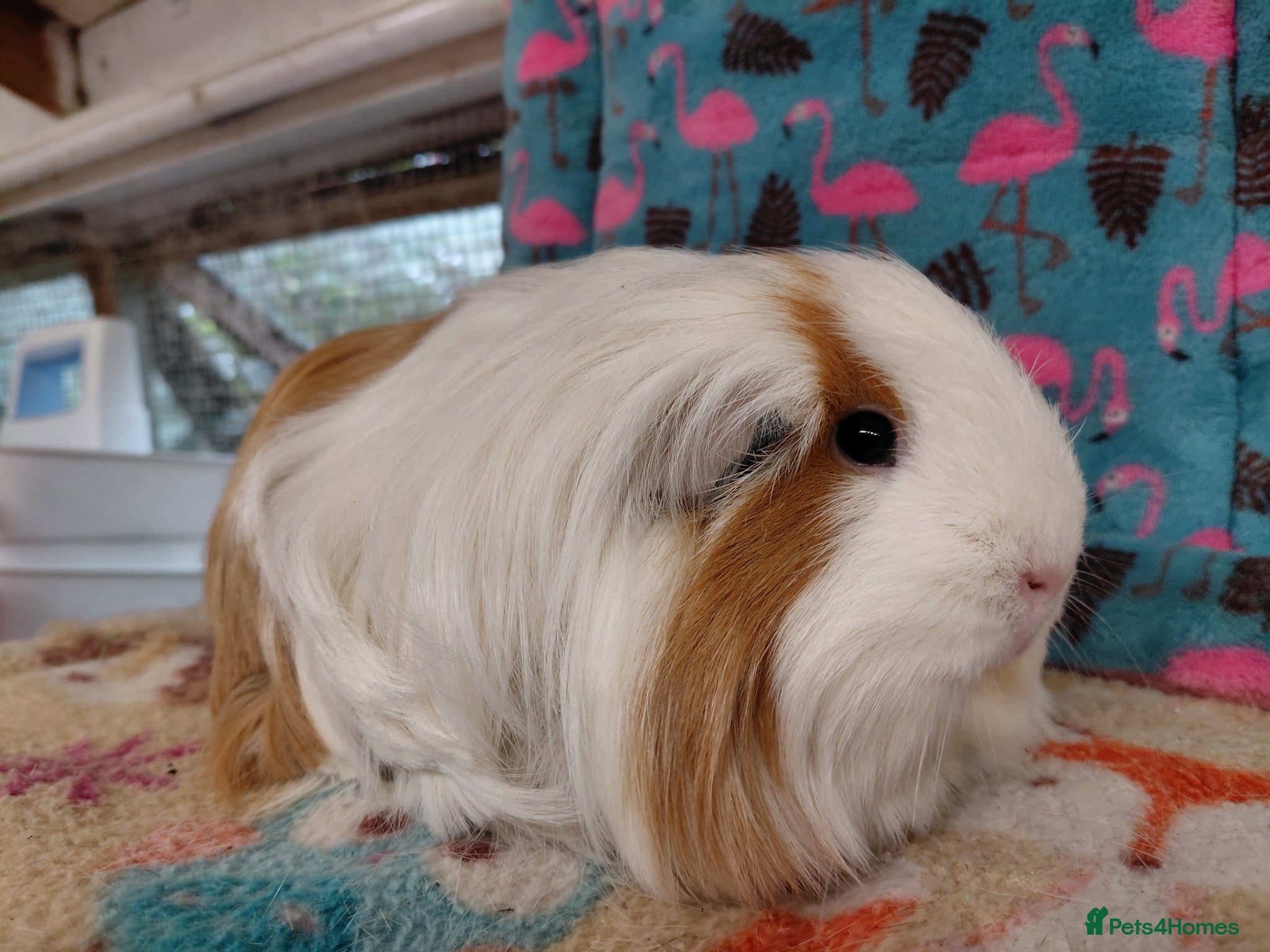 Guinea Pig rodents Young Adult Retired Sheltie/Baby Peru/Funky Sows  - Advert 12