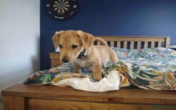Mixed Breed dogs for sale: Parson Russell Cross Puppies  - Image 3